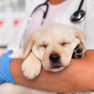Gleichstellung der Tierarzthaftung zur Arzthaftung - Tierarzthaftung Hund