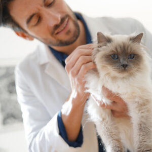 Gleichstellung der Tierarzthaftung zur Arzthaftung - Tierarzthaftung Katze